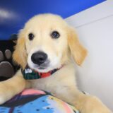 Stevie Golden Retriever 03