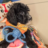 Stump Bernedoodle 04