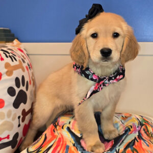 Sumo Golden Retriever 01 Sumo Golden Retriever 01