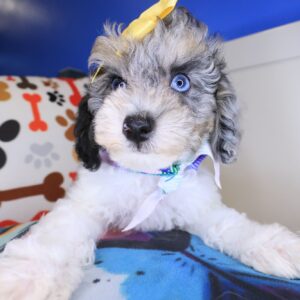 Sweetpea Poodle 01 Sweetpea Poodle 01