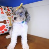 Sweetpea Poodle 04