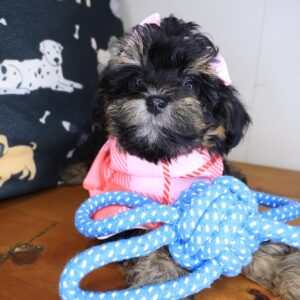 Taylor Shihpoo 01 Taylor Shihpoo 01