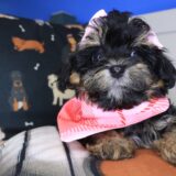 Taylor Shihpoo 04