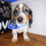 Tedd Dachshund 01