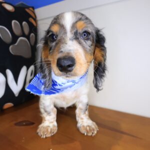 Tedd Dachshund 01 Tedd Dachshund 01