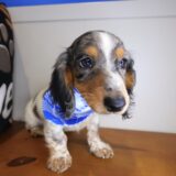 Tedd Dachshund 03
