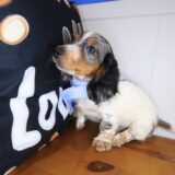 Tedd Dachshund 04