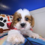 Teddi Teddy Bear 01