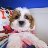 Teddi Teddy Bear 03