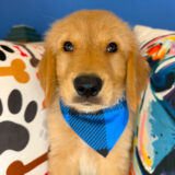 Teddy Golden Retriever 01