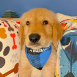 Teddy Golden Retriever 02