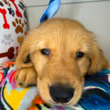 Teddy Golden Retriever 03