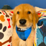 Teddy Golden Retriever 04
