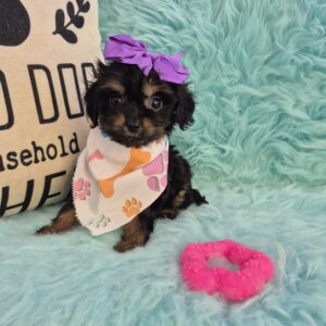 Terra Cavapoo 01