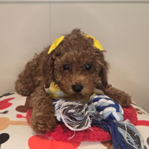 Tinks Poodle 01 Tinks Poodle 01