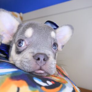 Titan French Bulldog 01 Titan French Bulldog 01
