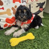 Tobbi Cavapoo 01