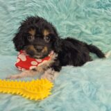 Tobbi Cavapoo 02