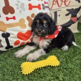 Tobbi Cavapoo 04