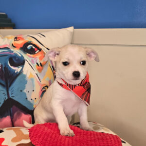 Trevor Chihuahua 01 Trevor Chihuahua 01