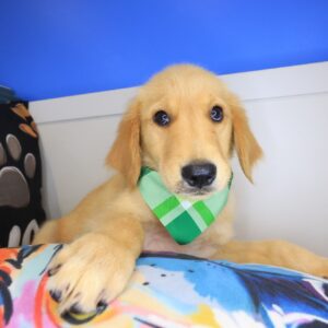 Truffle Golden Retriever 01 Truffle Golden Retriever 01