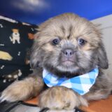 Umami Shih Tzu 01