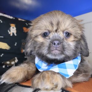 Umami Shih Tzu 01 Umami Shih Tzu 01