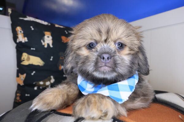 Umami Shih Tzu 01