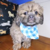 Umami Shih Tzu 03