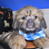 Umami Shih Tzu 04