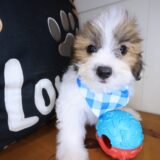 Usher Teddy Bear 02