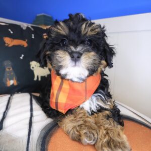 Vex Shihpoo 01 Vex Shihpoo 01
