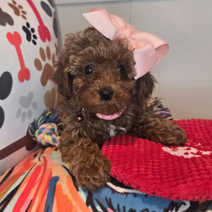 Violet Poodle 01 Violet Poodle 01
