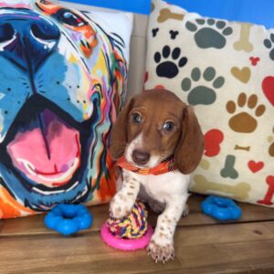 Whirlwind Dachshund 01