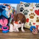 Whirlwind Dachshund 02