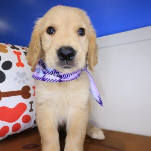 Wiggleworm Golden Retriever 01 Wiggleworm Golden Retriever 01