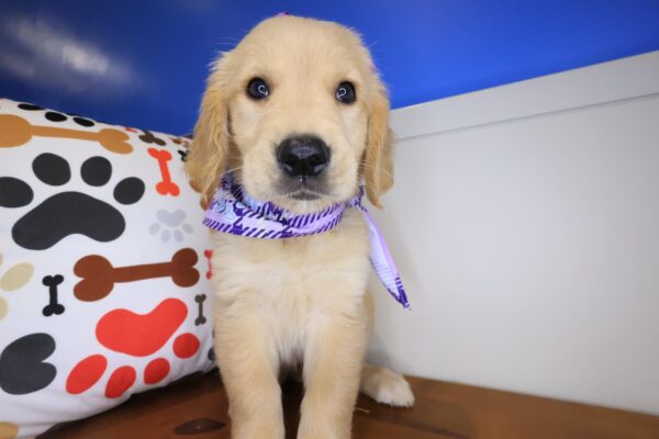Wiggleworm Golden Retriever 01