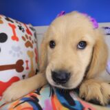 Wiggleworm Golden Retriever 02