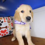 Wiggleworm Golden Retriever 03