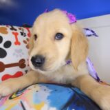 Wiggleworm Golden Retriever 04