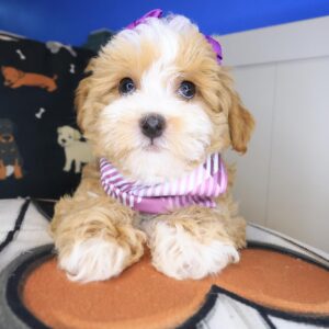 Winnie Shihpoo 01 Winnie Shihpoo 01