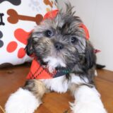 Wyatt Shih Tzu 01