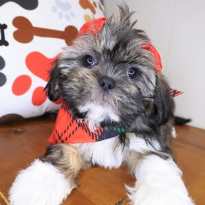 Wyatt Shih Tzu 01 Wyatt Shih Tzu 01