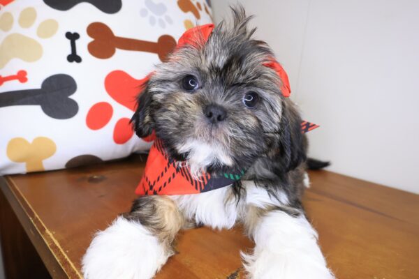 Wyatt Shih Tzu 01