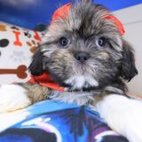 Wyatt Shih Tzu 02