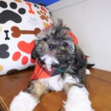 Wyatt Shih Tzu 03