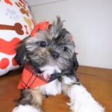 Wyatt Shih Tzu 04