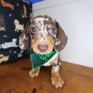 Yodel Dachshund 01 Yodel Dachshund 01