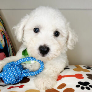Yogi Maltipoo 01 Yogi Maltipoo 01