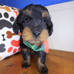Yoyo Yorkiepoo 01 Yoyo Yorkiepoo 01